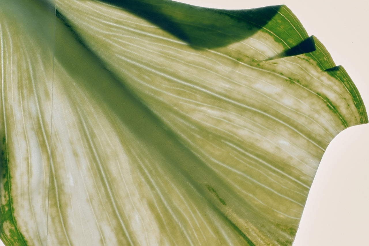 Where Sunday Salt Fits In