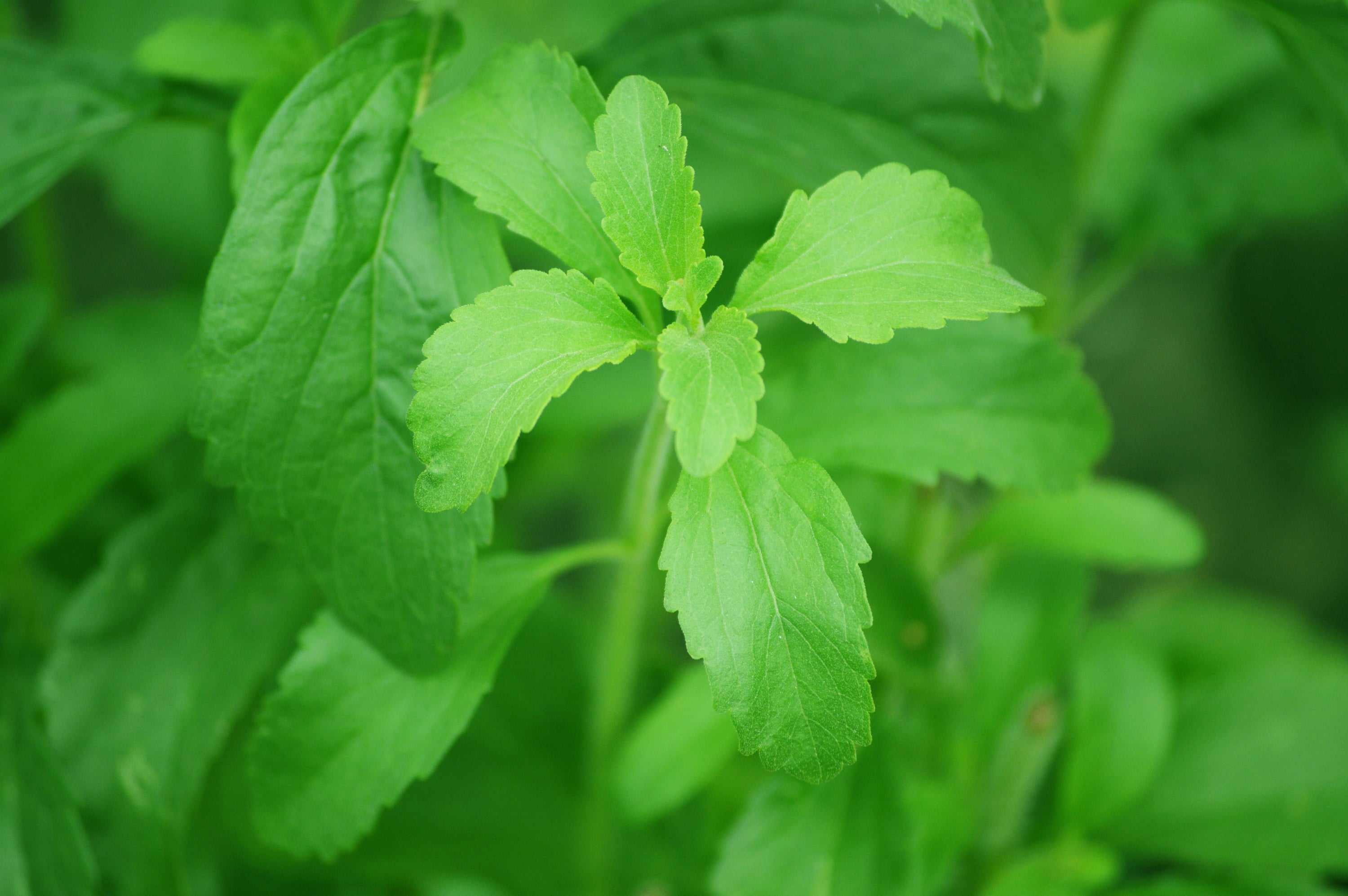 Why We Don't Use Stevia (And What the Research Actually Says)